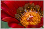 Gazania Rigens